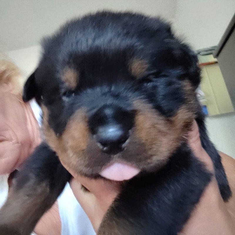 Rottweiler Welpe